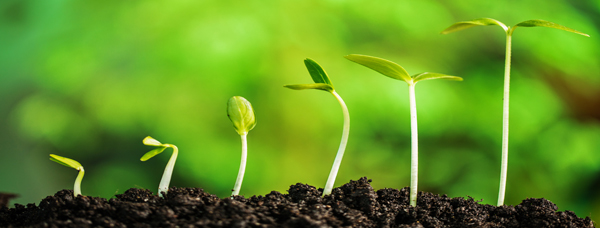 SeedsNow Your #1 Destination for Non-GMO, Organic & Heirloom Seeds